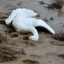 В заповеднике «Ростовский» зафиксирована гибель краснокнижных лебедей от отравления 3