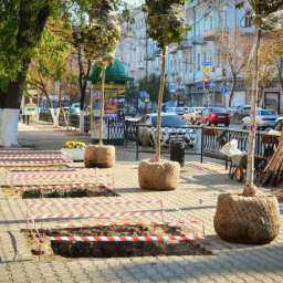 Позорным компромиссом назвал запланированную посадку деревьев в Ростове федеральный эксперт