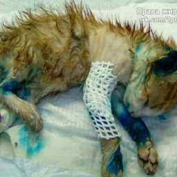 Садисты в Ростове содрали шкурку с живого котенка и сломали ему лапку