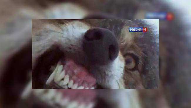 В Ростовской области на мужчину на пасеке напал бешеный волк