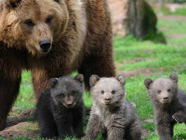 Готовясь стать матерью троих детей, медведица из белокалитвинского зоопарка не впала в спячку