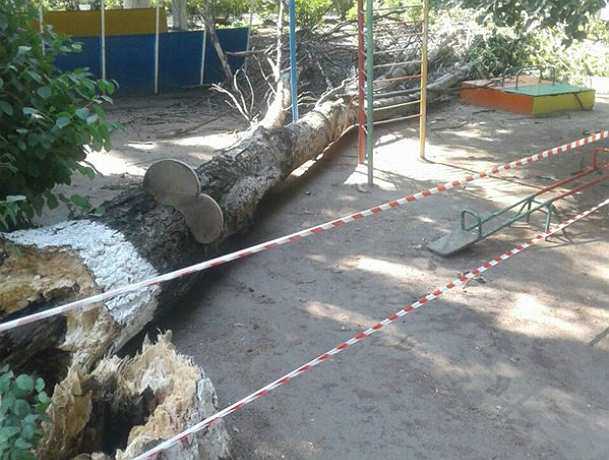 Убийственно большое дерево рухнуло в детском саду Ростова-на-Дону