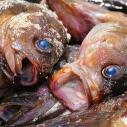 Покушать рыбки и умереть от ботулизма могут жители Ростовской области