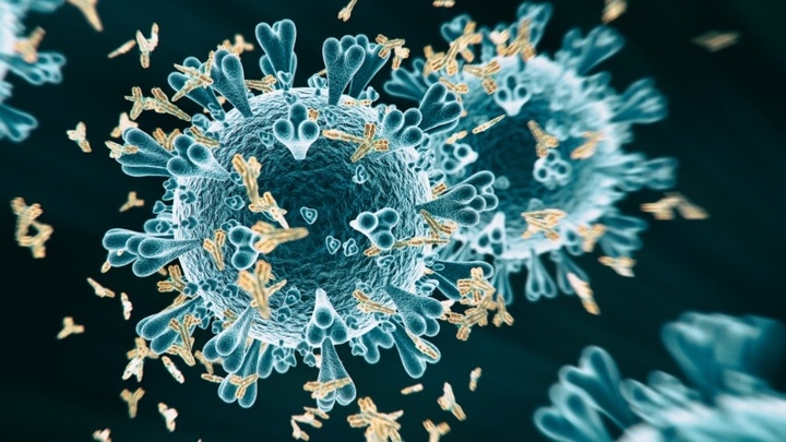 Как мутации коронавируса позволяют ему сбежать от иммунитета