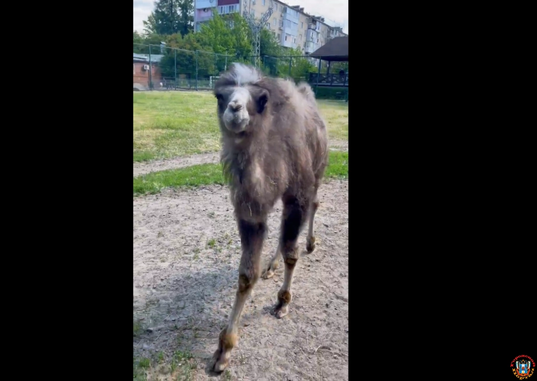 Сотрудники Ростовского зоопарка поделились милым видео с верблюжонком Дымкой