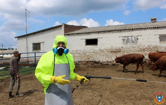 В Ростовской области молоко больных лейкозом коров продают на Кубань
