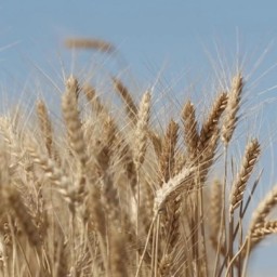 Алтайским аграриям, пострадавшим от засухи, увеличат компенсацию за покупку элитных семян
