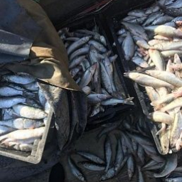 Браконьеры в Таганрогском заливе наловили на 7 миллионов рублей