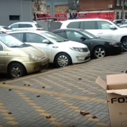 Массовая гибель летучих мышей в Ростове-на-Дону