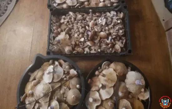 Где больше всего растет грибов-синеножек: Названы районы Ростовской области