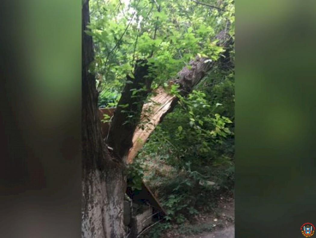 Ростовчане просят спилить аварийное дерево в центре города