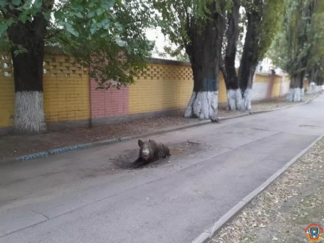 В Ростове поймали одного из сбежавших диких кабанов