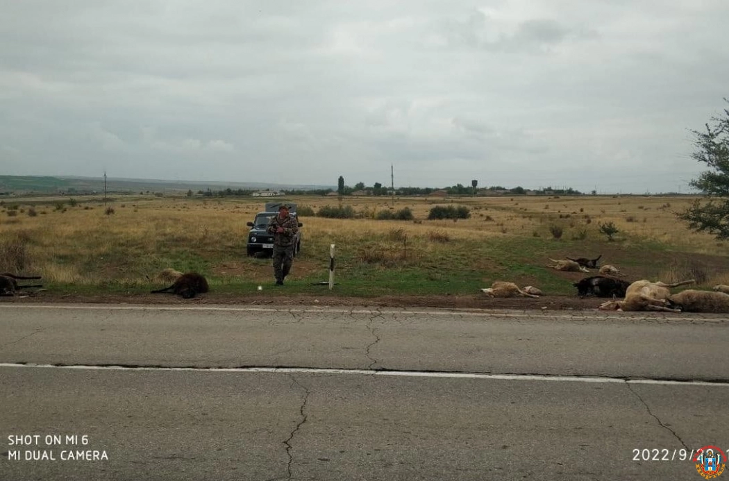 В Ростовской области водитель «Лады Ларгус» сбил стадо баранов