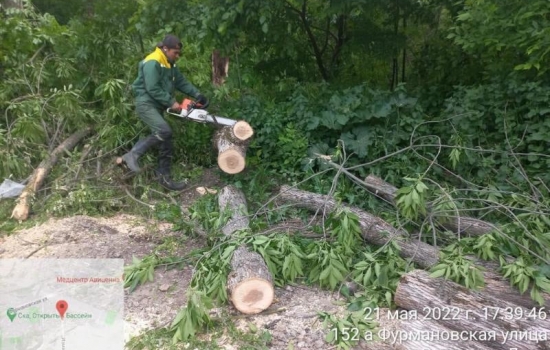 В Ростове-на-Дону из-за сильного ветра упали 50 деревьев и крупных веток
