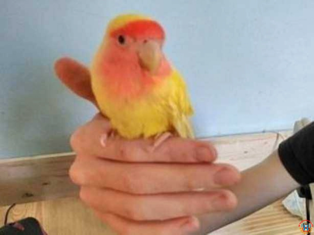 Гуляющего у фонтана жёлто-оранжевого попугая поймали в Ростове-на-Дону