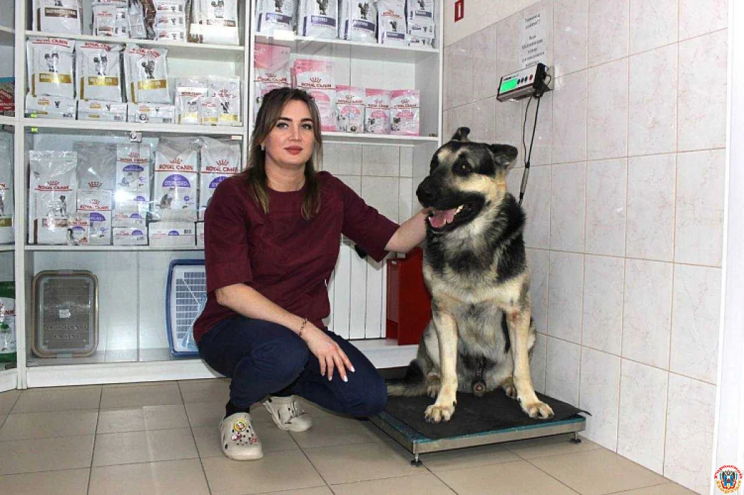 Опубликован график льготной стерилизации животных в Ростове на 2026 год