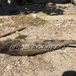 В Таганроге на берегу залива нашли мертвого дельфина