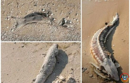 Десятки рыб и мертвые дельфины усеяли берег Таганрогского залива