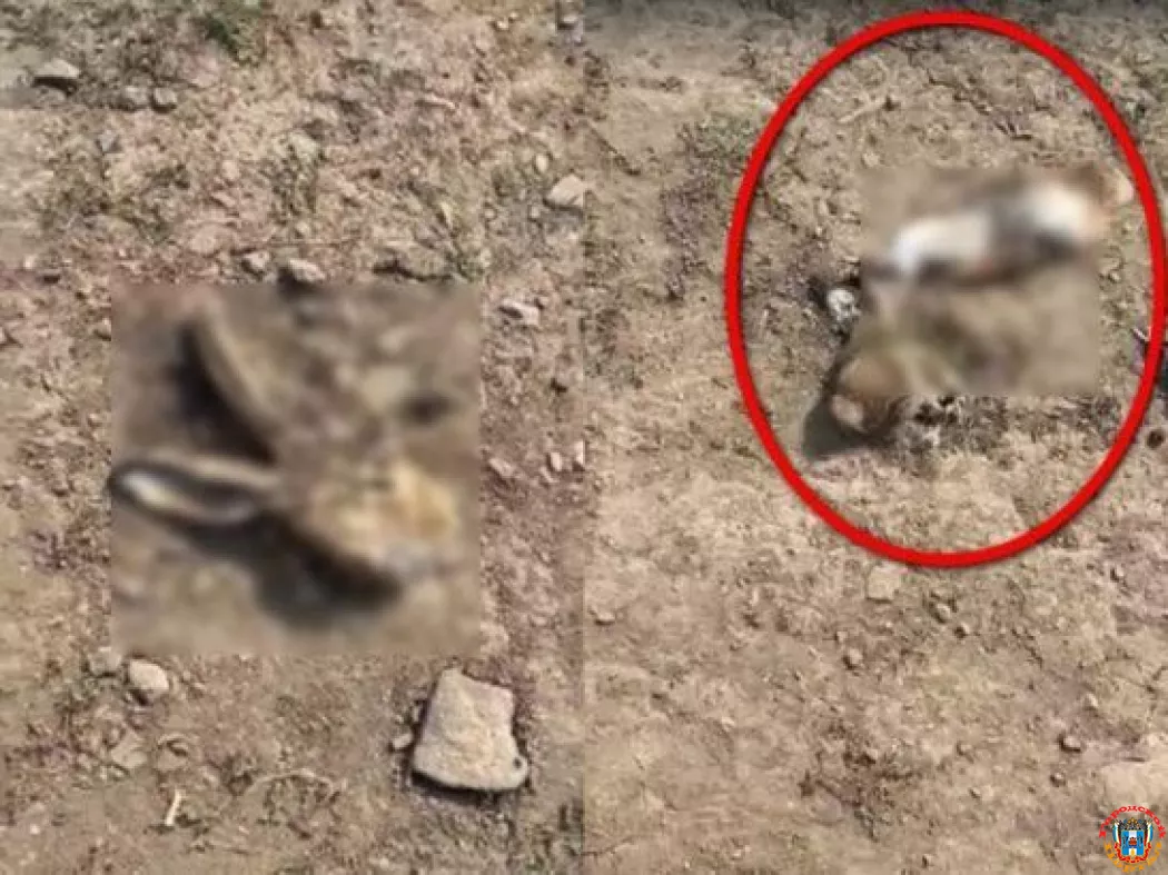 Под Шахтами обнаружили десятки жестоко убитых зайцев