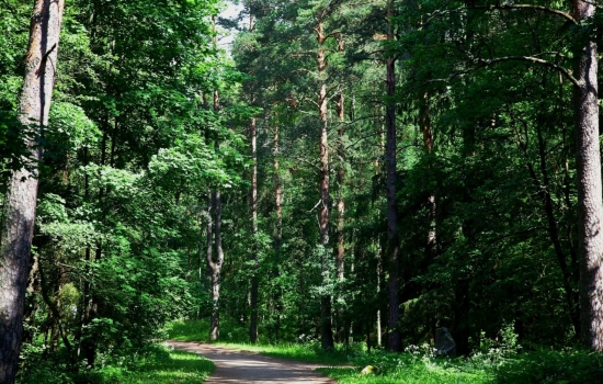 Более 115 млн рублей потратят на сохранение лесов в Ростовской области в 2022 году