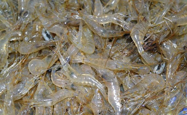 Учёные ожидают увеличение запаса креветок в Азовском море