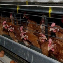 На «Птицефабрике Белокалитвинской» в Ростовской области за 6 месяцев удалось ликвидировать последствия вспышки птичьего гриппа