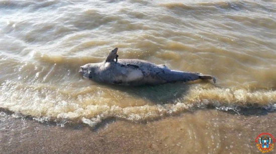 Мертвые дельфины и рыба на берегу Таганрогского залива напугали отдыхающих