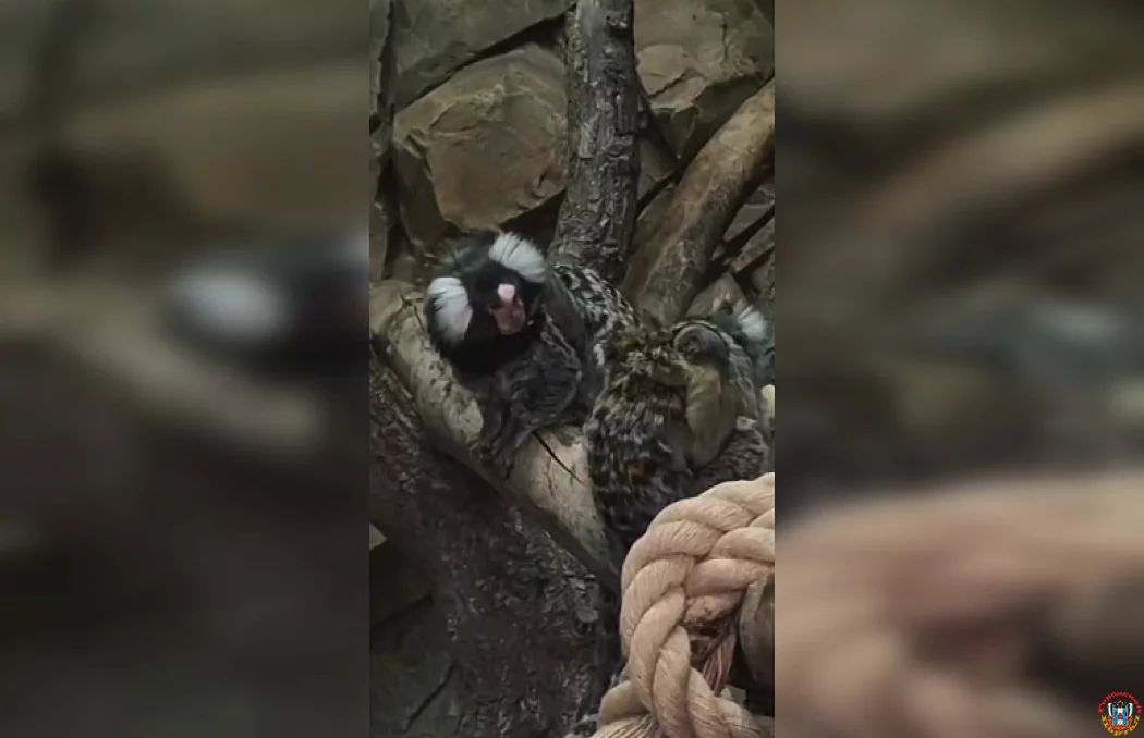 Родителями близнецов стали игрунки в зоопарке «Малинки» Родителями близнецов стали игрунки в зоопарке «Малинки»