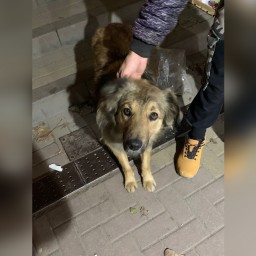 В Ростове пес Андрюша с тяжелой судьбой надеется обрести дом к Новому году