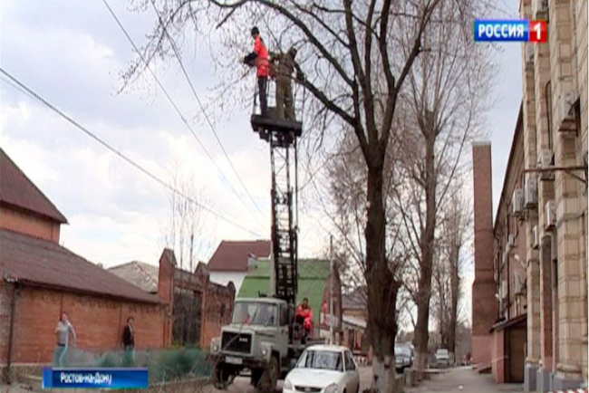 Предупреждение ЧП: в Ростове проводят массовую обрезку сухих деревьев
