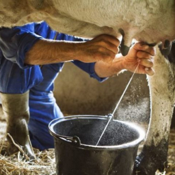 Донские ветинспекторы задержали "Газель" с опасным молоком