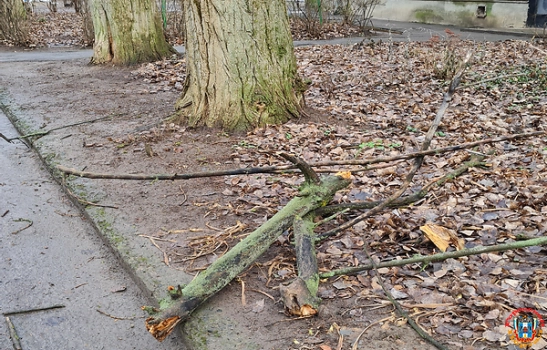 Ростовчане просят спилить сухие деревья на 40-летия Победы