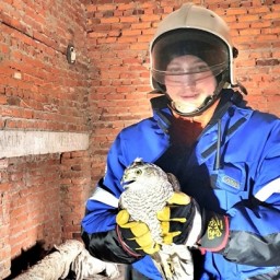 На Урале спасатели засняли освобождение "реактивного" сокола