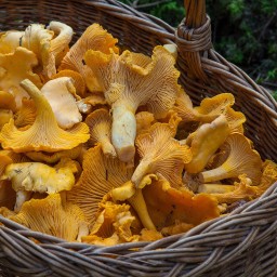 В Ростовской области 15 человек отравились грибами в 2021 году