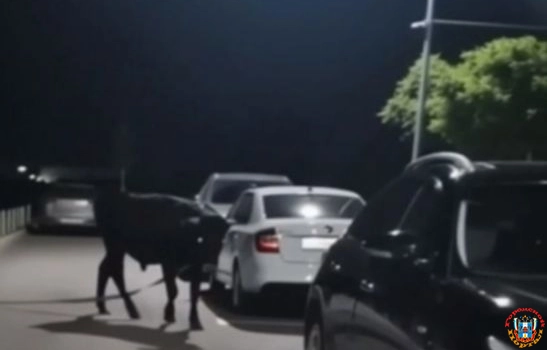 В Батайске сбежавший бык повредил несколько автомобилей