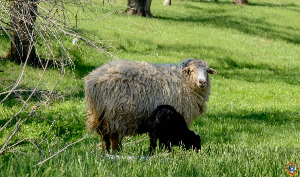 В Ростовской области снизилось поголовье овец, коз и свиней