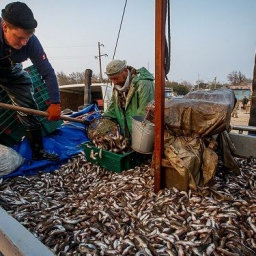 Украинские чиновники не решились лично приехать в Ростов и поделить рыбу в Азовском море