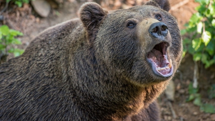 Медведя, убившего туриста в Красноярском крае, застрелили