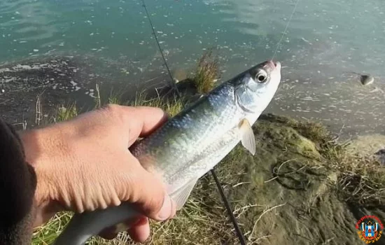 Из Красной книги исключают шамайку. Ее можно будет ловить?