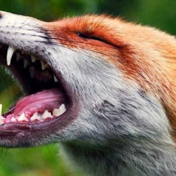 В Ростовской области с начала 2019 года от укусов животных пострадали более 6 тысяч человек