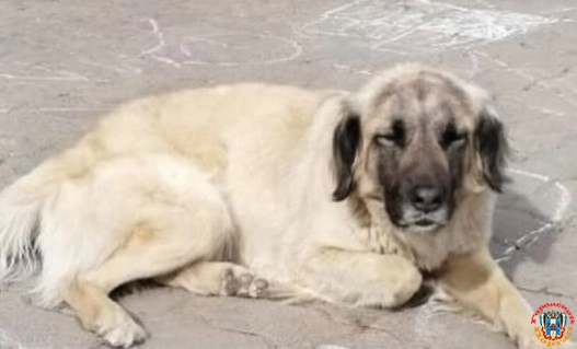 В Ростове почти два месяца ищут крупную и пугливую собаку Джесси