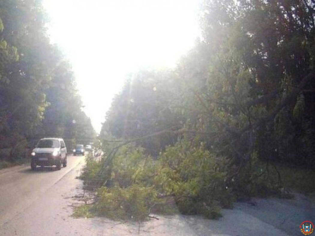 В Ростове упавшее дерево перегородило проезжую часть в Александровке