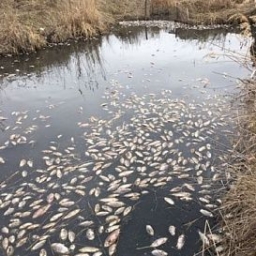 Рыба тухнет в воде и на дороге
