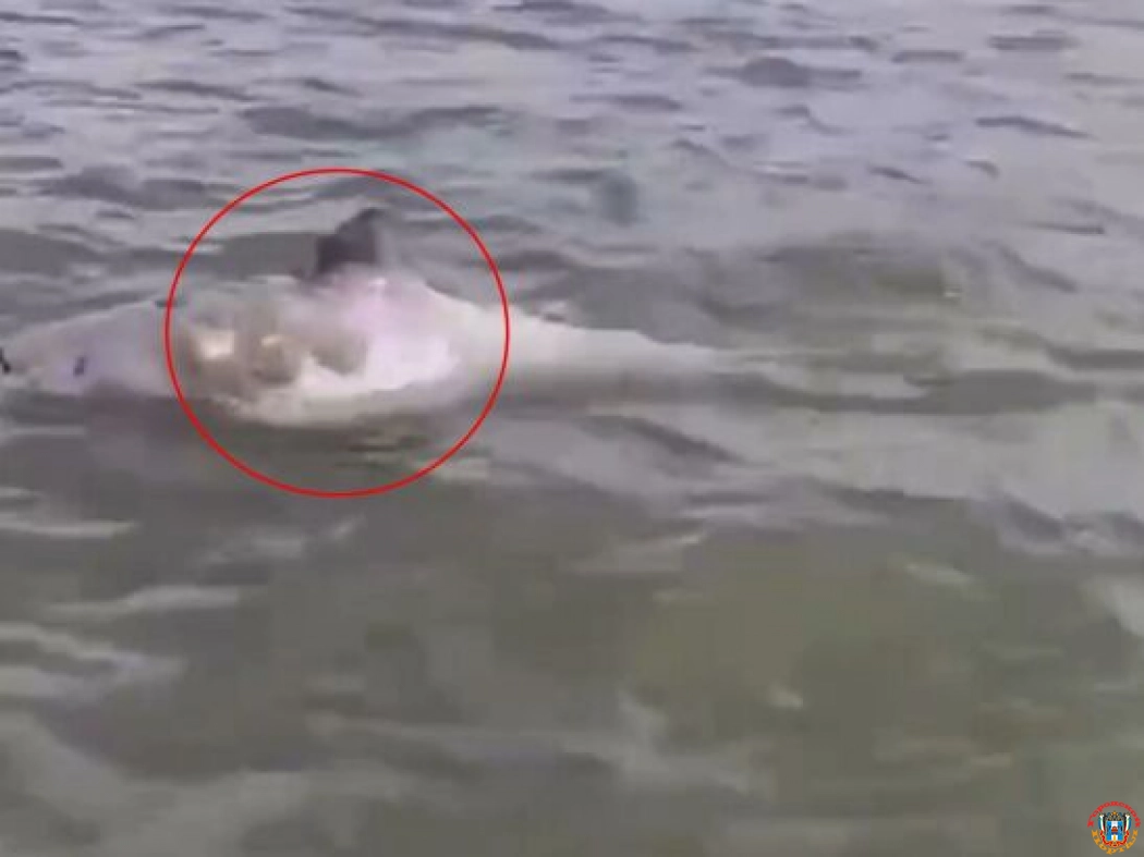 В Азовском районе рыбаки заметили дельфина в реке Дон