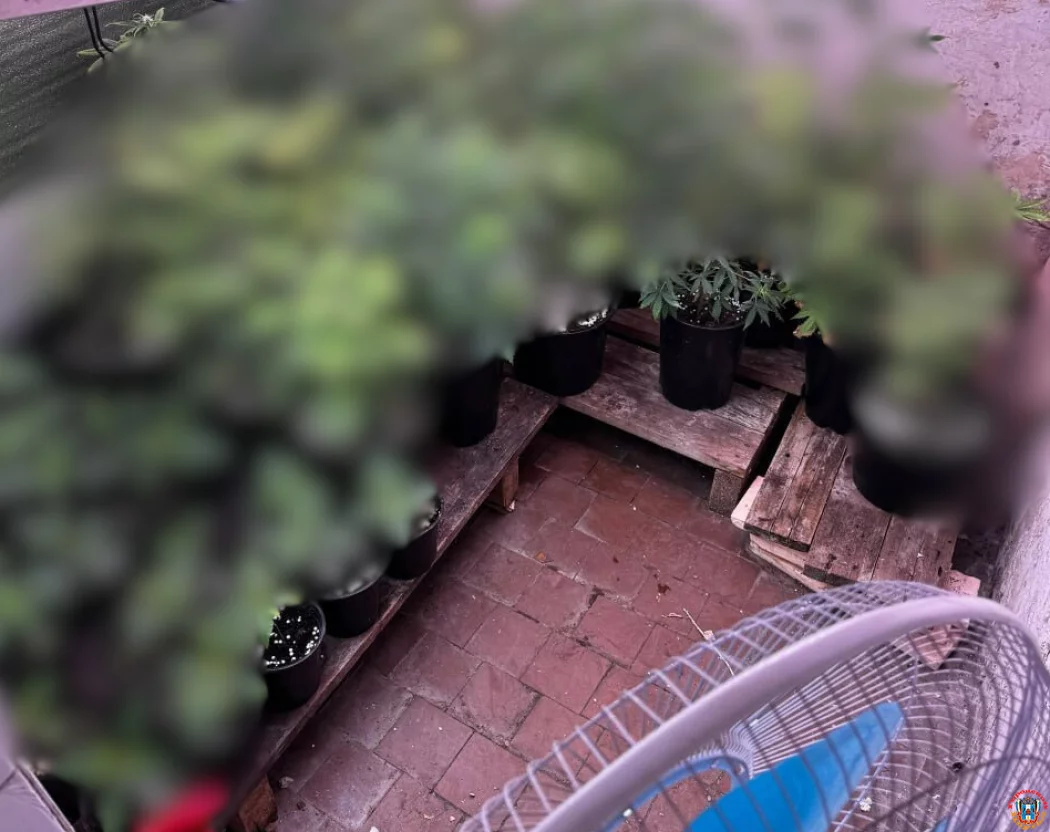 &laquo;Ботаники&raquo; с криминальным прошлым: в Ростове и Батайске ликвидировали сеть домашних плантаций марихуаны