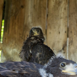 В Ростове появились молодые белохвостые орланы