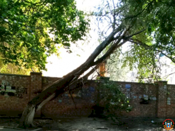 В центре Ростова штормовой ветер повалил дерево