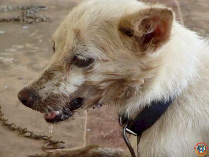 В Ростовской области дворовая собака скончалась от бешенства