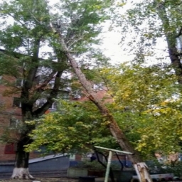 Штормовой ветер опасно накренил огромное старое дерево над жилым двором в Ростове