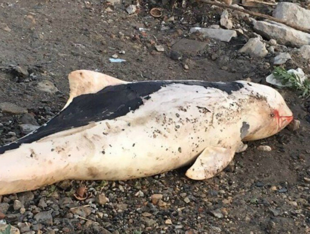 Окровавленный труп дельфина обнаружили отдыхающие на морском пляже под Ростовом
